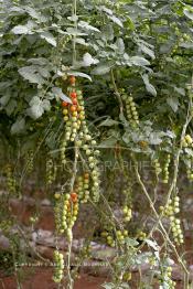 Image du Maroc Professionnelle de  Avec l'introduction des cultures sous abris serres, la région de Dakhla est devenue en très peu de temps célèbre pour ces productions de fruits et légumes destinés à l’export.  Sous d’immenses serres, la production des tomates en grappes bénéficie d’un climat phénoménalement ensoleillé, tempéré et régulier, Mardi 21 Novembre 2006. (Photo / Abdeljalil Bounhar)